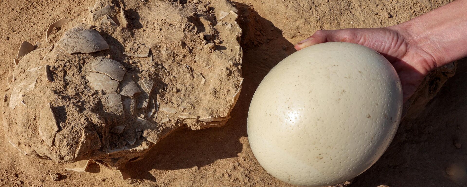 Un huevo de avestruz fresco junto a los fragmentos hallados - Sputnik Mundo, 1920, 17.01.2023