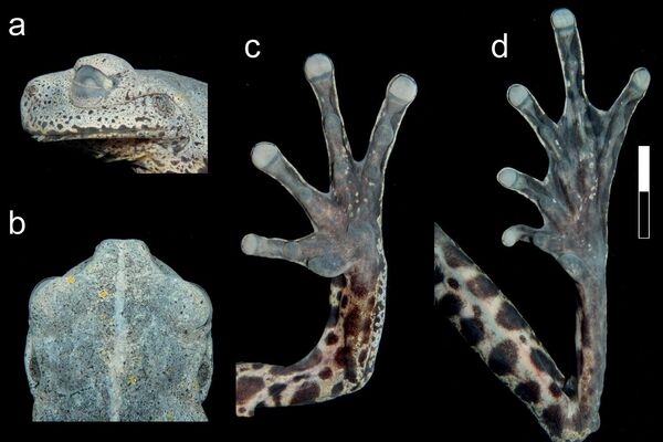 Detalles de la rana Hyloscirtus tolkieni a) vista lateral de la cabeza, b) vista dorsal de la cabeza, c) vista ventral de la mano, d) vista ventral del pie. - Sputnik Mundo