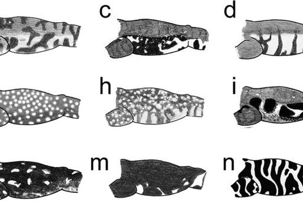 Patrones de coloración de los flancos en especies del grupo Hyloscirtus larinopygion: a) H. antioquia, b) H. caucanus, c) H. criptico, d) H. larinopygion e H. lindae, f) H. pacha, g) H. pantostictus, h) H. princecharlesi, i) H. psarolaimus, j) H. ptychodactylus, k) H. sarampiona, l) H. sethmacfarlanei, m) H. staufferorum, n) H. tigrinus, o) H. tolkieni - Sputnik Mundo