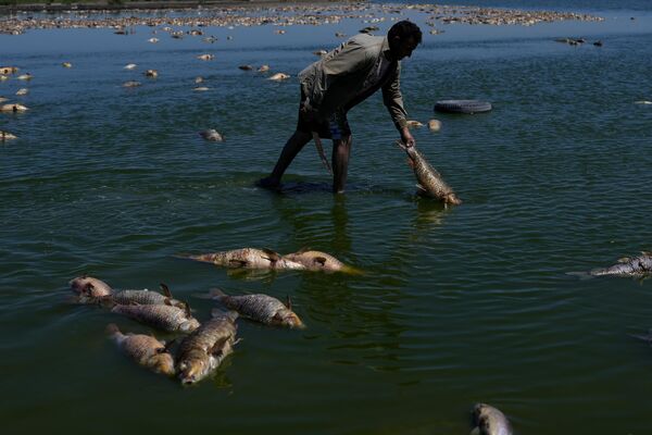 Un hombre busca peces vivos mientras varios muertos se amontonan en las orillas del río Salado durante una sequía en la provincia de Buenos Aires, Argentina. - Sputnik Mundo