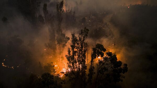 Incendios forestales (imagen referencial) - Sputnik Mundo
