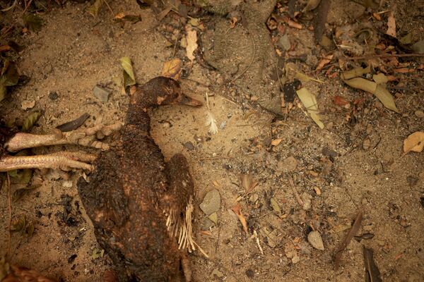 Los habitantes de muchos asentamientos fueron evacuados .En la foto: un ave de corral tumbada en el suelo sin vida en Santa Juana. - Sputnik Mundo
