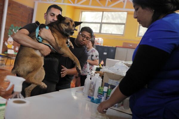 Las mascotas quemadas y los animales de la calle son atendidos por veterinarios y voluntarios locales. - Sputnik Mundo