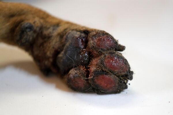 La pata quemada de un perro afectado por el incendio forestal que recibe tratamiento en un centro veterinario improvisado en Santa Juana, provincia de Concepción.  - Sputnik Mundo