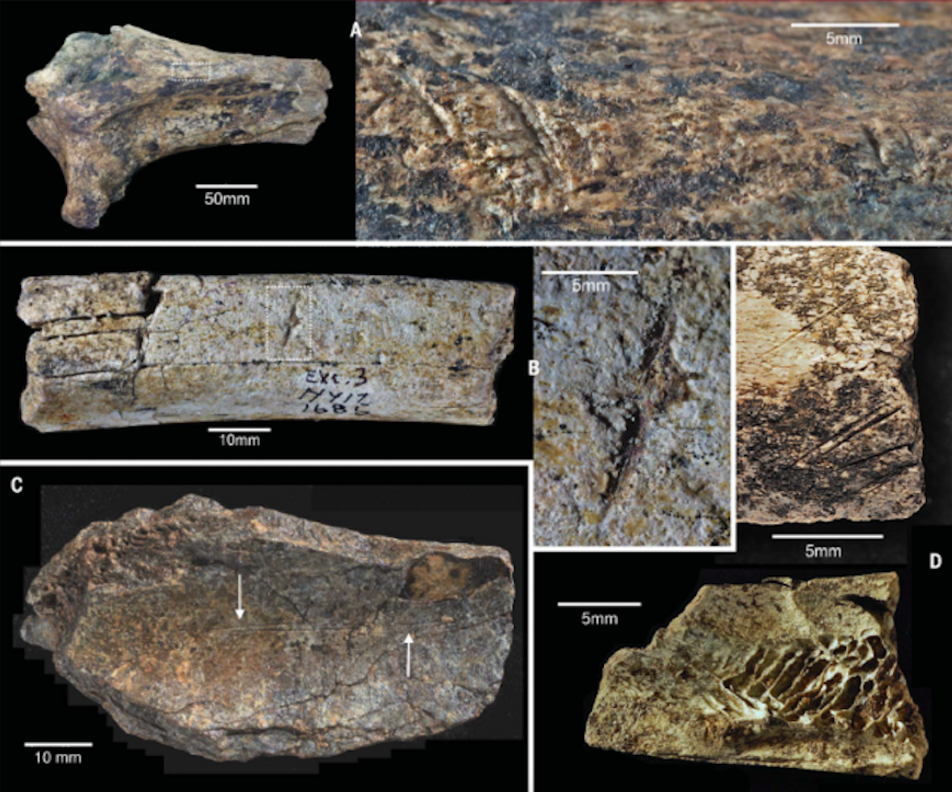 Fragmentos de tibia de hipopótamo (A), costilla (B) y huesos de bóvido (C,D) con marcas de corte - Sputnik Mundo, 1920, 13.02.2023