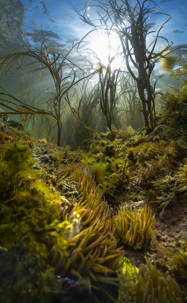 La foto An island&#x27;s wild seas (Los mares salvajes de una isla), tomada por el fotógrafo británico Theo Vickers, galardonado con el título de fotógrafo submarino británico más prometedor del año 2023. - Sputnik Mundo