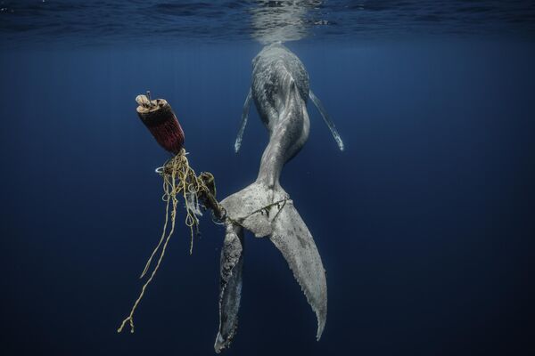 El fotógrafo español Álvaro Herrero (Mekan) fue nombrado el fotógrafo de conservación marina del año 2023 de la Fundación Save Our Seas por su instantánea Hopeless (Sin esperanza) creada en México, que muestra a una ballena jorobada muriendo de agotamiento, con la cola enredada en cuerdas y boyas. - Sputnik Mundo