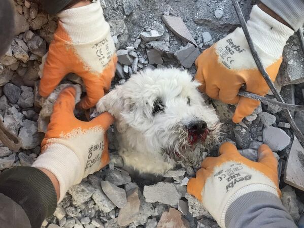 Los equipos de rescate sacan a un perro de entre los escombros en la ciudad turca de Hatay tres días después del terremoto. - Sputnik Mundo