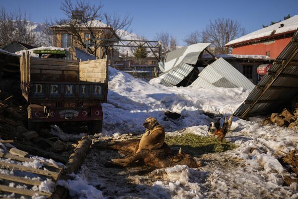 Un perro guardián en el pueblo turco de Polat, que se niega a comer, no se aleja de una vaca que murió a causa de las heridas del terremoto. - Sputnik Mundo