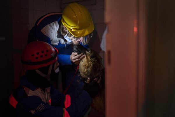 Miembros del grupo turco de protección de animales HAYTAP sacan a un perro de una casa afectada por el terremoto en la ciudad turca de Antakya. - Sputnik Mundo