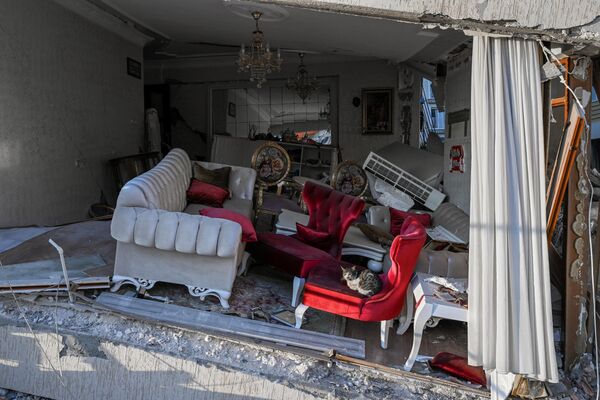 Una gata que sobrevivió tras el terremoto en Turquía sentada en un sillón en el salón de un edificio de apartamentos derrumbado en Hatay. - Sputnik Mundo