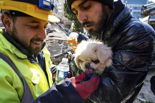 Rescatistas dan agua a un perro sacado de debajo de los escombros en Hatay. - Sputnik Mundo