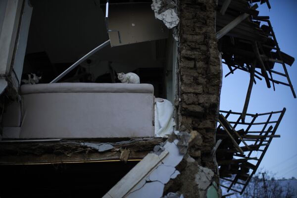 Gatos sobre las ruinas de un edificio residencial en el pueblo turco de Polat. - Sputnik Mundo