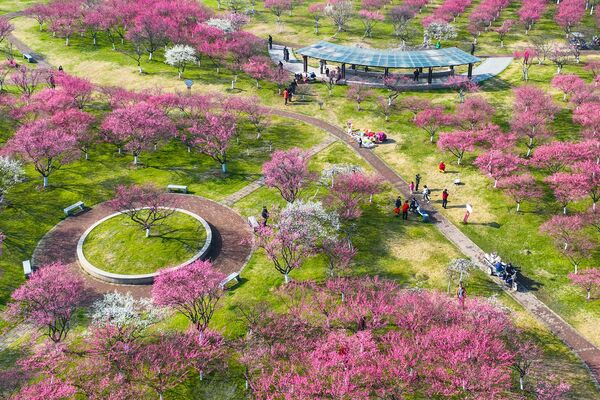 La gente admira los ciruelos en flor en Ningbo, provincia de Zhejiang, en el este de China. - Sputnik Mundo