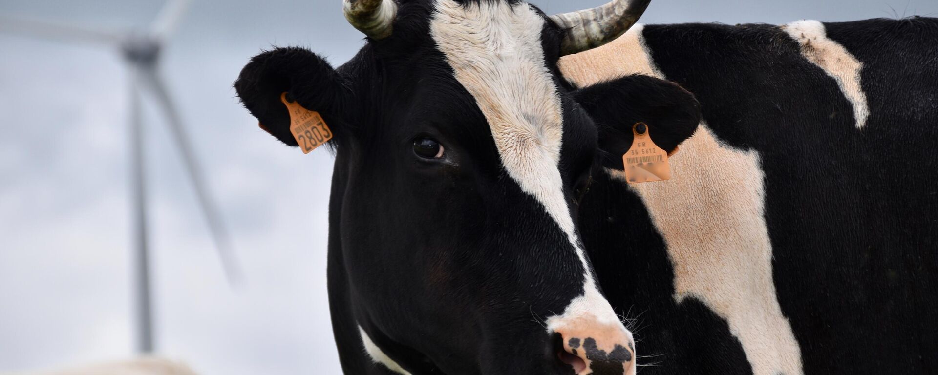 La enfermedad de las vacas locas reapareció en Brasil. - Sputnik Mundo, 1920, 05.09.2023