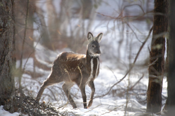 El kabargá o ciervo almizclero siberiano (Moschus moschiferus)  - Sputnik Mundo