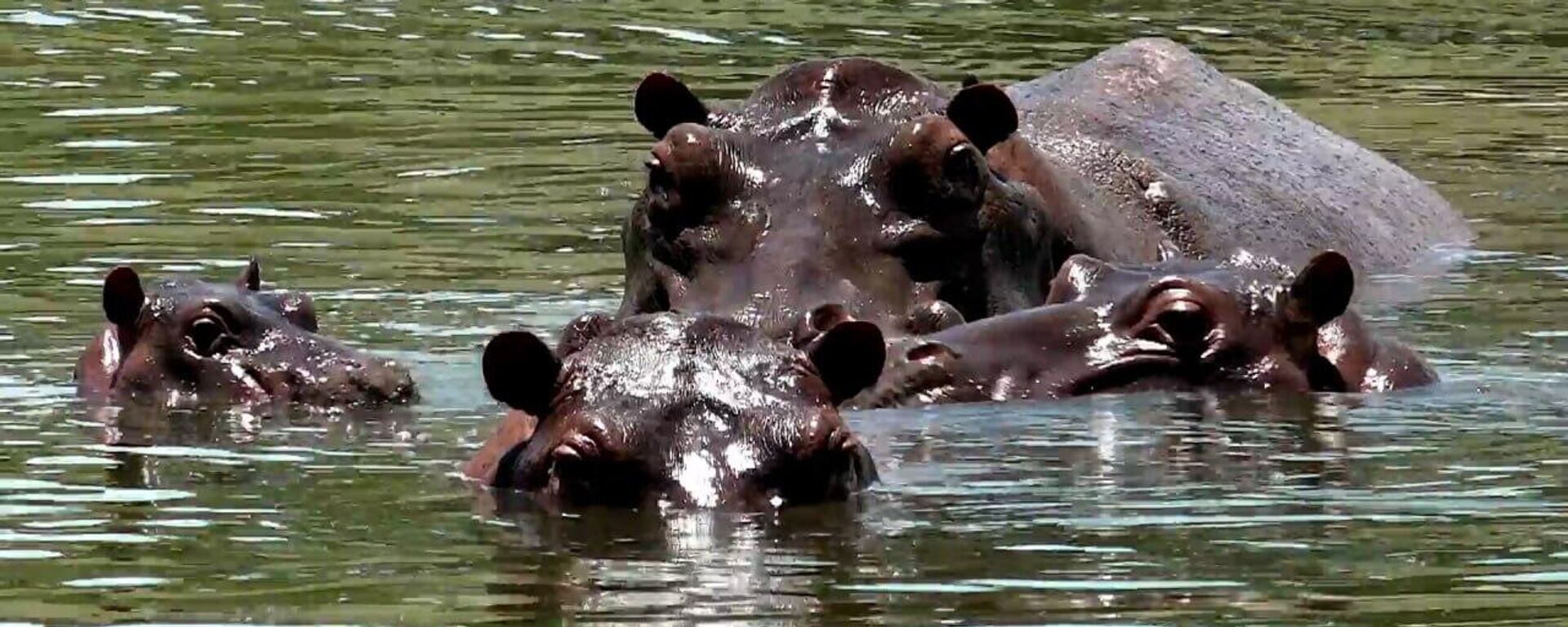 Los hipopótamos de Pablo Escobar en un estanque de Antioquia - Sputnik Mundo, 1920, 20.03.2023