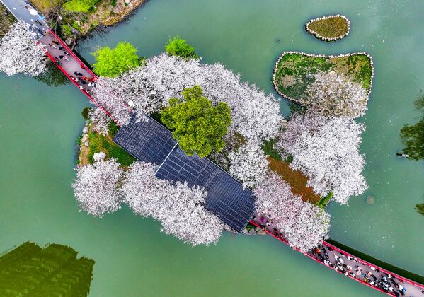 Cerezos en flor en un parque de Ningbo, provincia de Zhejiang, en el este de China. - Sputnik Mundo