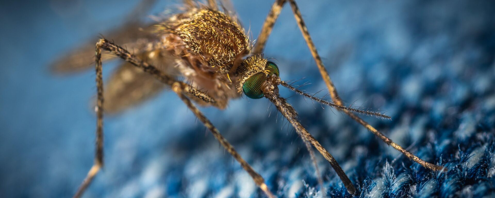 Un mosquito (imagen referencial) - Sputnik Mundo, 1920, 03.08.2023