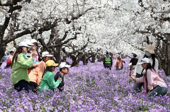 La gente toma fotos bajo perales en flor en Suqian, provincia de Jiangsu, en el este de China. - Sputnik Mundo