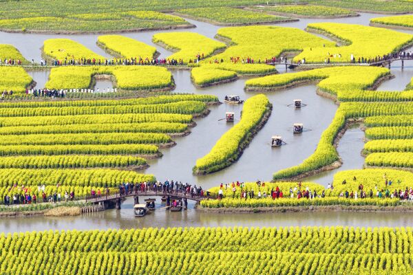 Turistas y habitantes admiran los campos de colza en flor en la provincia de Jiangsu, China. - Sputnik Mundo