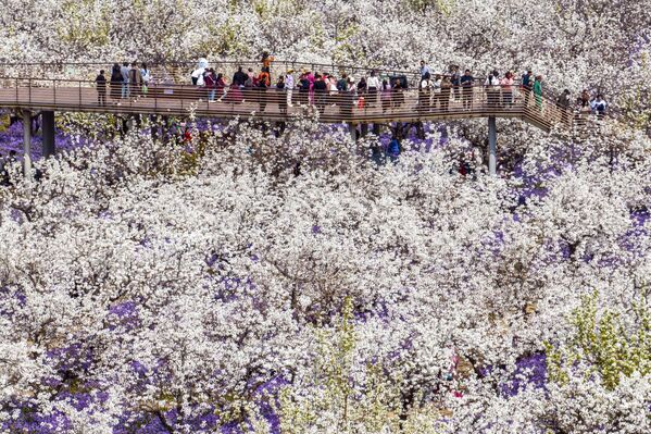 La gente contempla perales en flor en Suqian, provincia de Jiangsu, China. - Sputnik Mundo