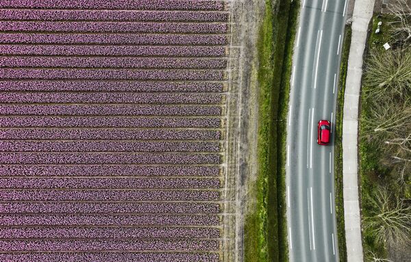 Campos de jacintos que florecen en Lisse, Países Bajos. - Sputnik Mundo