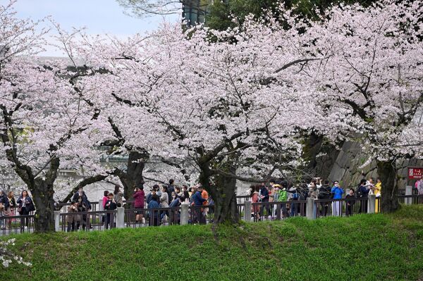 Florecer de los cerezos en el parque Kitanomaru de Tokio, Japón. - Sputnik Mundo