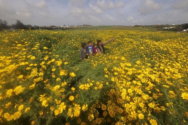Un palestino y sus hijos posan en un campo de margaritas amarillas a las afueras de la ciudad de Gaza. - Sputnik Mundo
