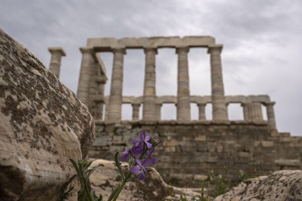 Una flor violeta en las ruinas del antiguo templo de Poseidón en el cabo Sounion, 70 km al sur de Atenas, Grecia. - Sputnik Mundo