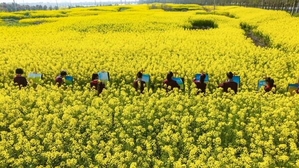 Estudiantes dibujan entre flores de colza, también conocidas como canola, en la ciudad china de Nantong. - Sputnik Mundo