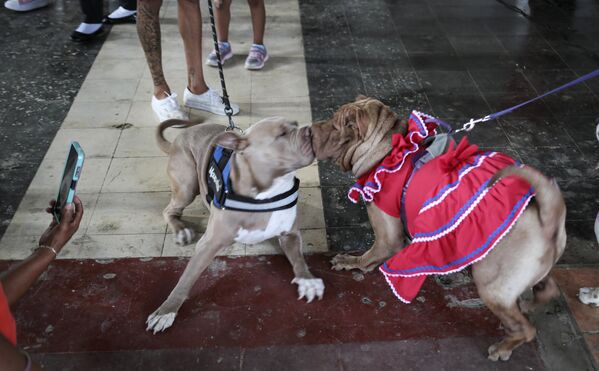 Dos canes juegan durante una misa en honor a San Lázaro, considerado el santo de los perros, en la Iglesia de la Magdalena en la comunidad indígena de Monimbo en Masaya, Nicaragua. - Sputnik Mundo