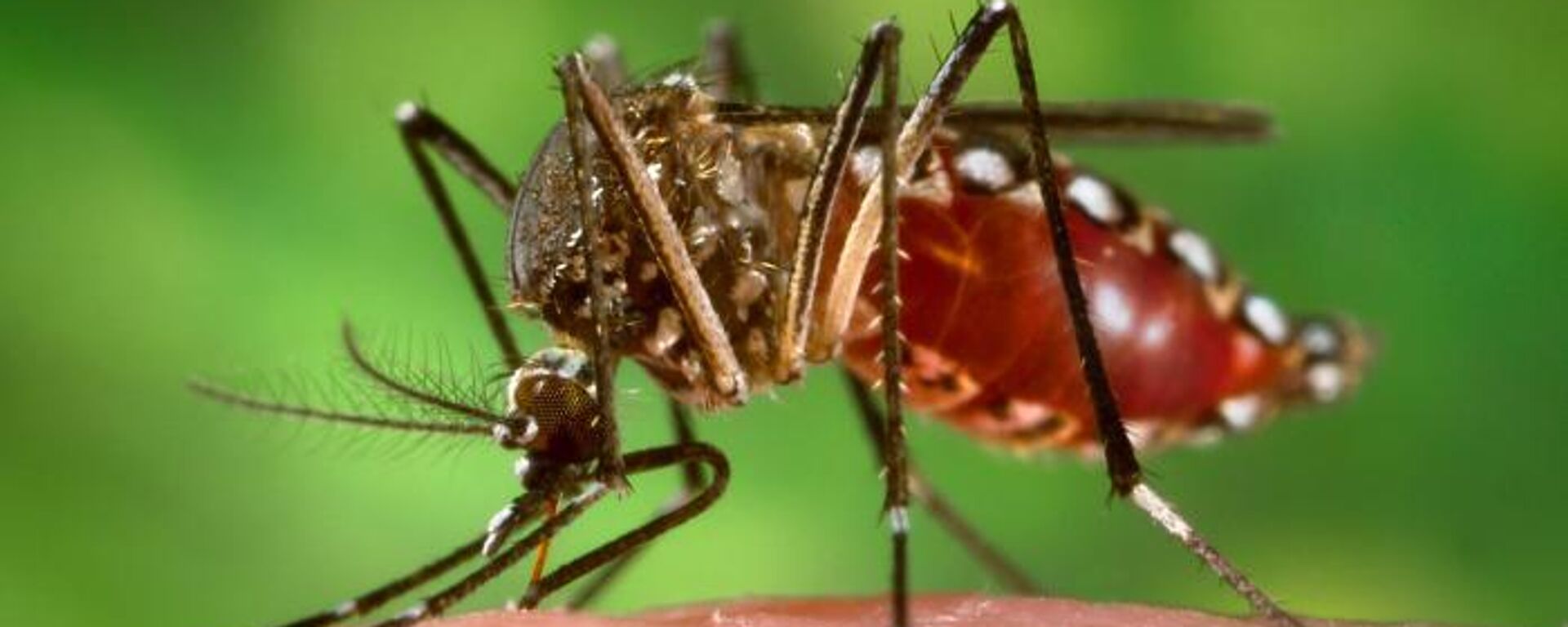 Hembra de mosquito 'Aedes aegypti' en el proceso de obtener una comida de sangre - Sputnik Mundo, 1920, 11.01.2024