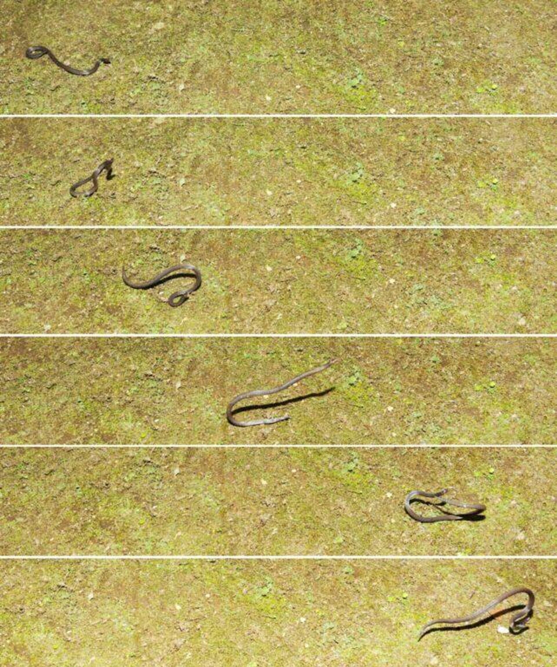 Serie de imágenes que muestran cómo la serpiente lanza sus espirales hacia adelante en un movimiento de voltereta - Sputnik Mundo, 1920, 08.04.2023