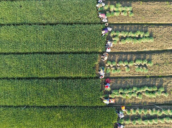 Cosecha de cebolletas en un campo de Taizhou, provincia china de Jiangsu Oriental. - Sputnik Mundo