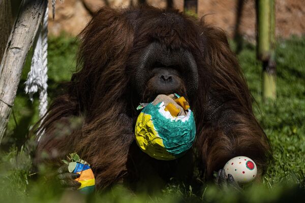 Orangután llamada Sandra en el Buin Zoo de Santiago de Chile. - Sputnik Mundo