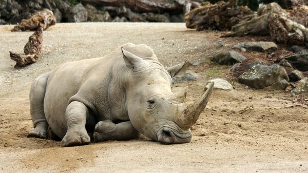 Un rinoceronte (imagen referencial) - Sputnik Mundo