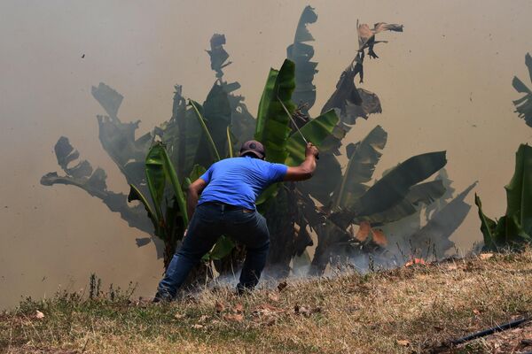 Un agricultor intenta salvar un platanero durante un incendio en La Montañita, cerca de Tegucigalpa, Honduras. - Sputnik Mundo