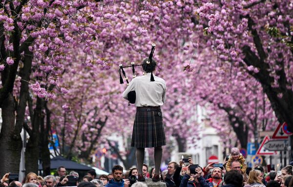 Un músico toca la gaita bajo los cerezos en flor en la calle de Heerstrasse en la ciudad de Bonn, Alemania. - Sputnik Mundo