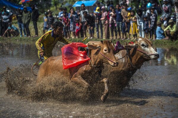 Karapan Sapi Brujul, la carrera tradicional de búfalos en Probolingo, Indonesia. - Sputnik Mundo