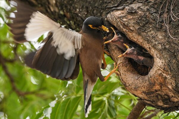 Un ave miná alimenta a sus polluelos en un parque de Islamabad, Pakistán. - Sputnik Mundo