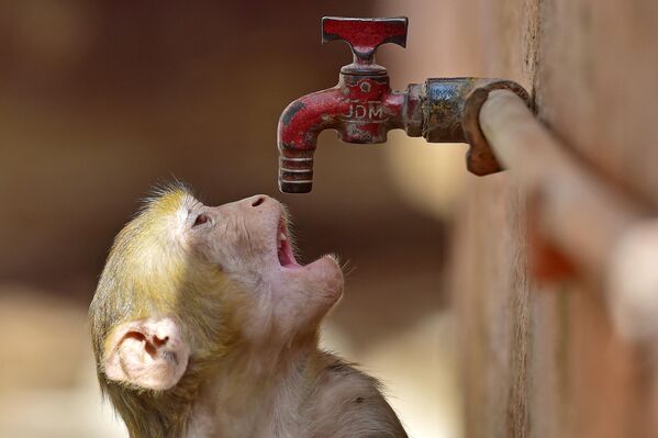 Un mono intenta beber de un grifo en un caluroso día de verano en Prayagraj, la India. - Sputnik Mundo