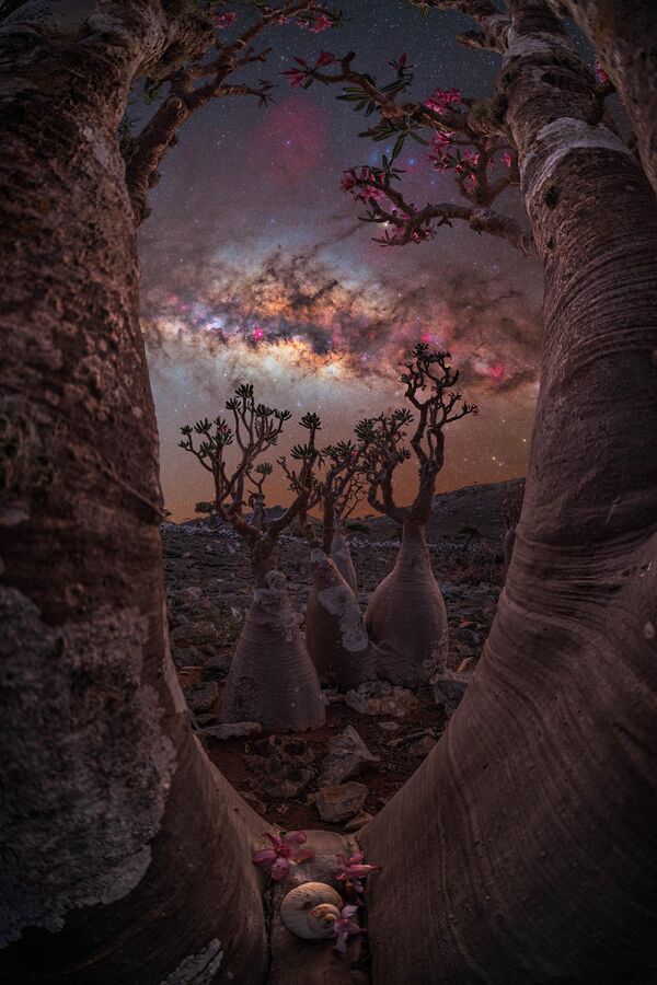 El portal del árbol botella, del fotógrafo británico-libanés Benjamin Barakat, es uno de los 25 mejores trabajos del concurso Fotógrafo de la Vía Láctea del año 2023. - Sputnik Mundo