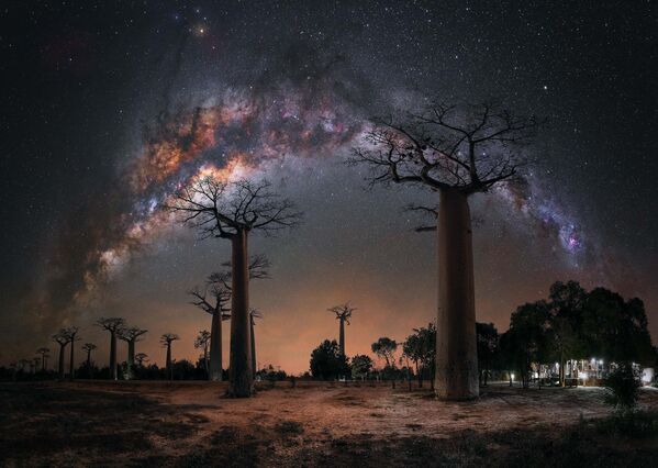 Noche bajo los baobabs, de la artista alemana Steffi Lieberman. - Sputnik Mundo