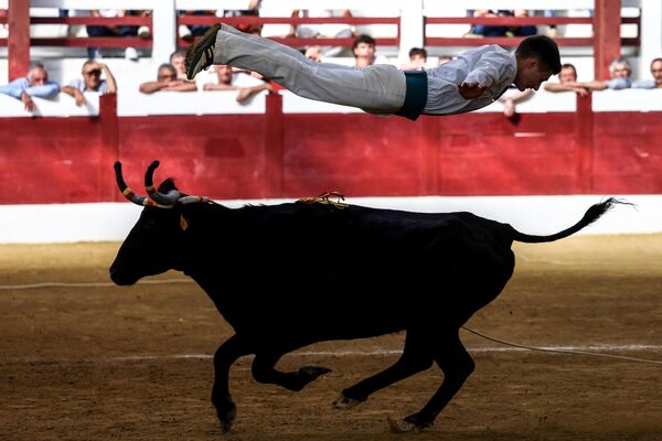 Un participante en la tradicional competición de corrida landesa, una antigua forma incruenta de toreo con saltos sobre toros en Samadet, Francia. - Sputnik Mundo