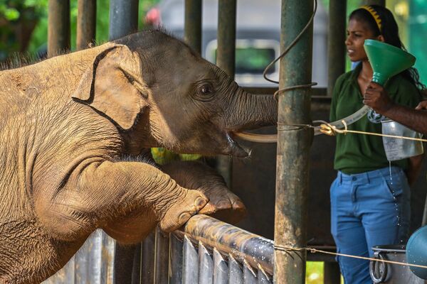 Una cría de elefante está siendo alimentada con leche en un santuario temporal de elefantes en el Parque nacional Udawalawe, Sri Lanka. - Sputnik Mundo