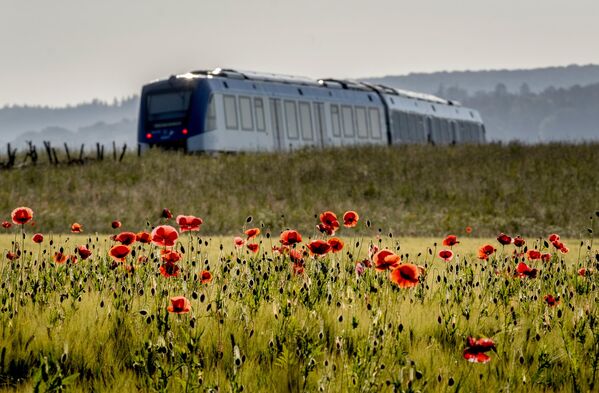 Un tren impulsado por hidrógeno atraviesa un campo de amapolas cerca de Fráncfort, Alemania. - Sputnik Mundo