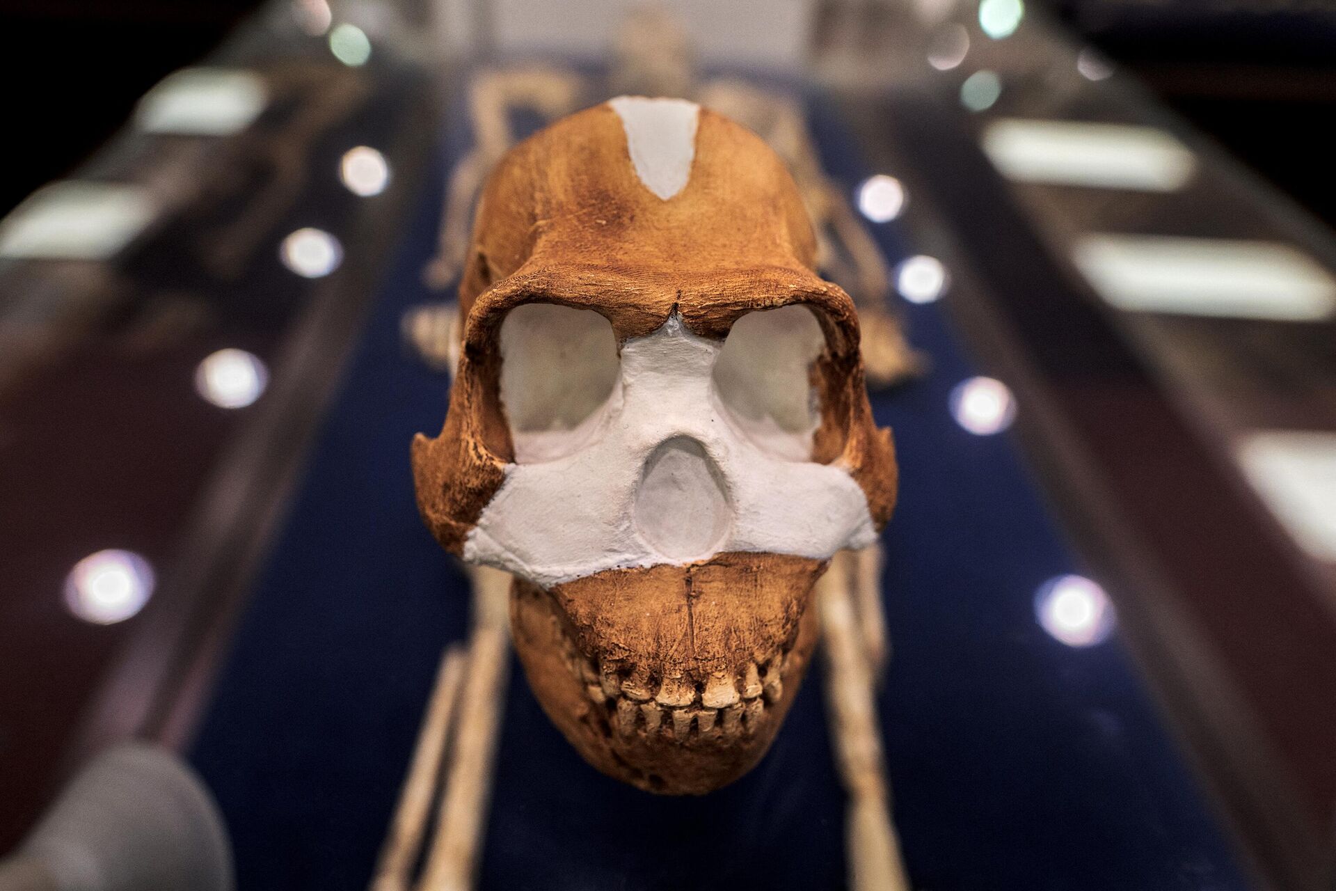 Una reproducción del cráneo del Homo Naledi en el Centro de Exploración del Viaje Humano Profundo de la Universidad de Wits, en Johannesburgo, el 11 de mayo de 2023 - Sputnik Mundo, 1920, 06.06.2023