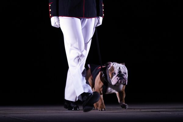 El talismán de los infantes de marina estadounidenses, el bulldog inglés Chesty XVI, saluda al presidente de EEUU, Joe Biden, a su llegada al desfile vespertino del Cuerpo de Marines en un cuartel de Washington, EEUU. - Sputnik Mundo