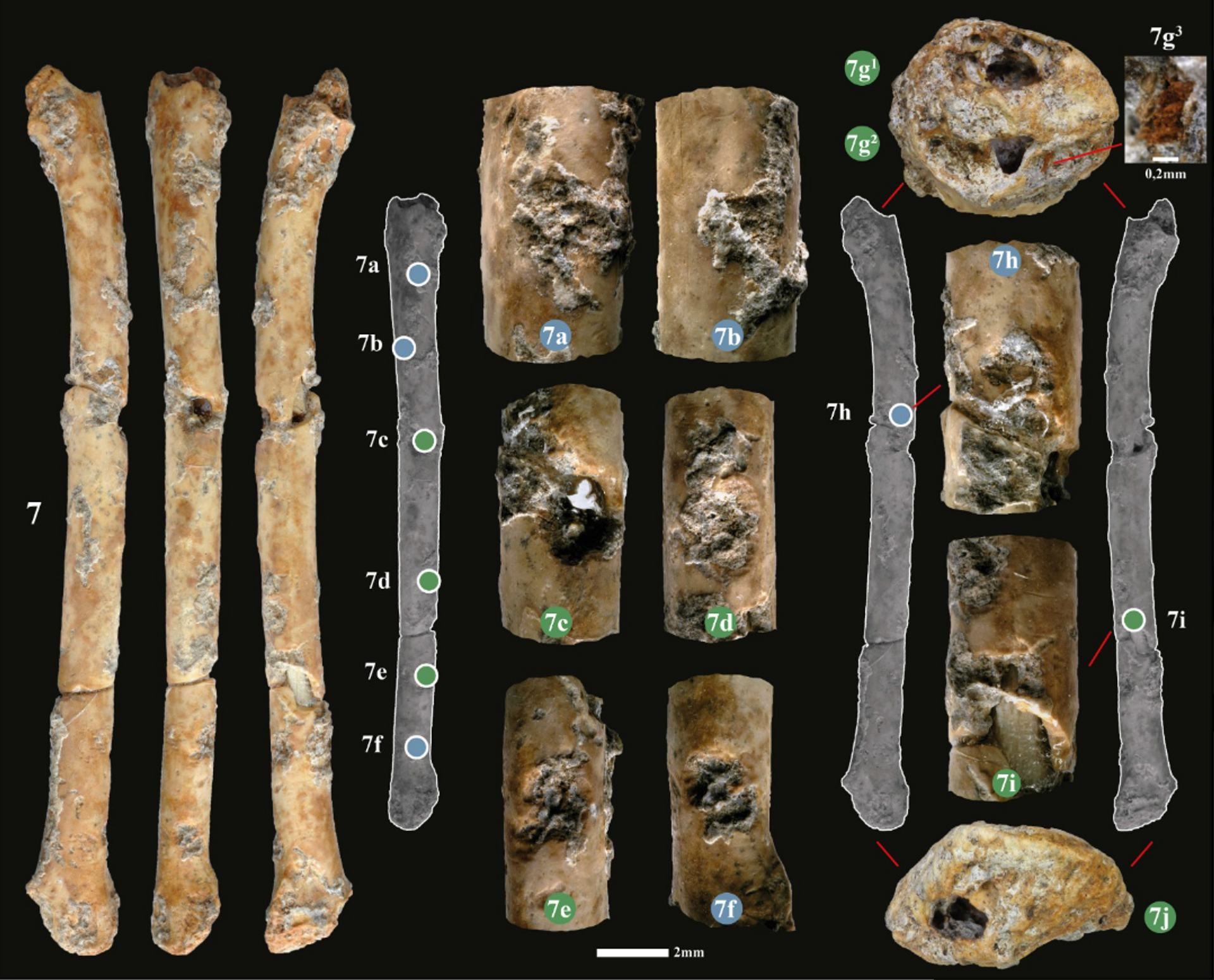 Los fragmentos de siete flautas que probablemente se utilizaban para cazar aves hace unos 12.000 años en el norte de Israel  - Sputnik Mundo, 1920, 10.06.2023